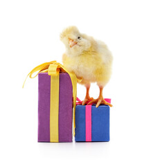 Cute yellow chick with colorful gift boxes.