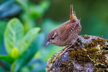 Obraz premium Zaunkönig (Troglodytes troglodytes)
