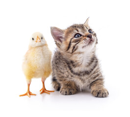 Cute kitten and small yellow chick.