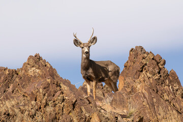 Mule deer buck in the Nevada mountains