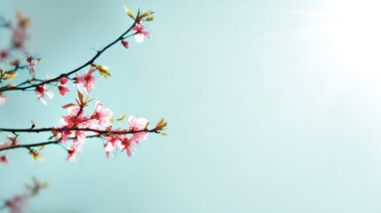 Obraz premium Branch with pink flowers