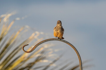 Say's Phoebe in Nevada