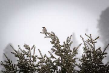 Juvenile Loggerhead Shrike in the snow