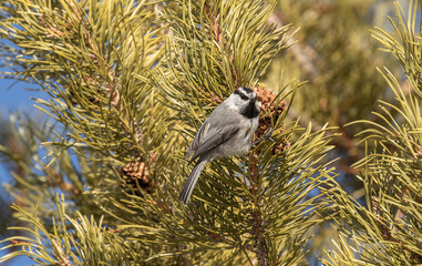 Mountain Chickadee in a pine tree