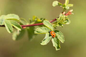 Ladybug on a wild rose leaf