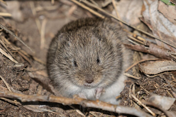 Portrait of a vole