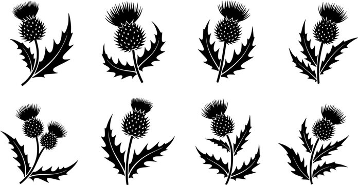 Thistle Flower Illustration Black Silhouette of Scottish Thistle with Leaves and Stem 
