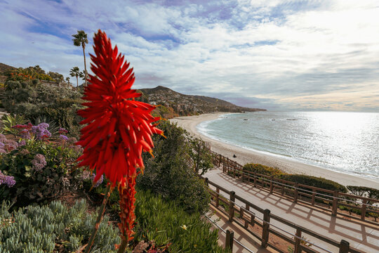 View of a vibrant red aloe flower stands tall against the backdrop of a sun-kissed beach and gentle waves, capturing the essence of coastal paradise, Laguna Beach, California, United States.