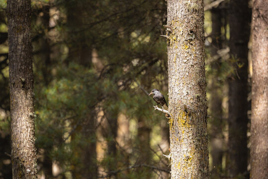 View of a solitary bird perched on a rough-textured tree trunk amidst a dense forest of green pines, bathed in dappled sunlight, Phobjikha Valley, Bhutan.