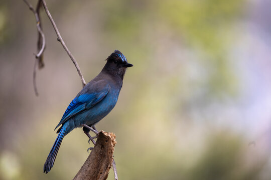 View of a vibrant Steller's Jay with striking blue plumage perches gracefully on a weathered branch against a soft, bokeh-filled backdrop, California, United States.