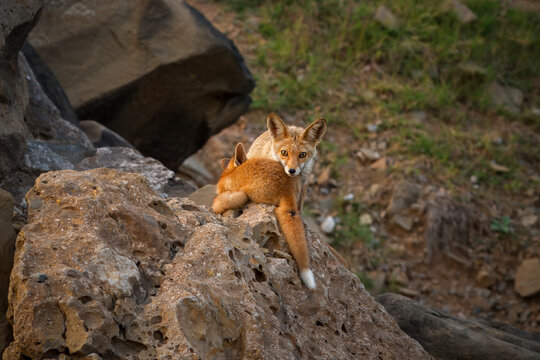 View of a pair of foxes bask on the rugged rocks, their fur a vibrant contrast against the grey stone, a moment of wild beauty, Hunza, Gilgit, Pakistan.