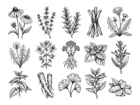 Medicinal Herb Collection Hand Drawn Botanical Engraving Style Featuring Echinacea Dandelion Mint Rosemary Ginger Ginkgo Biloba For Wellness And Herbal Medicine