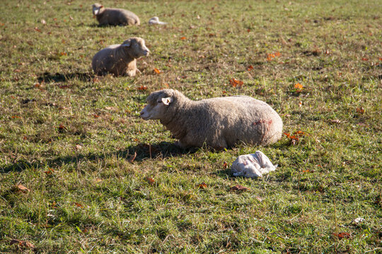 Ovejas descansando en el pasto con sus corderos