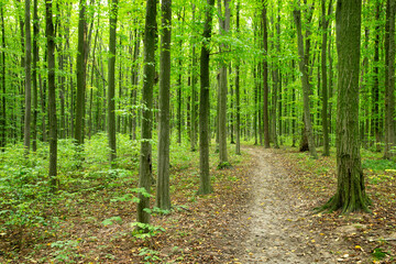 Forest trees. Nature green wood sunlight backgrounds © photolink