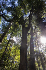 Obraz premium Rayos de sol se cuelan entre los árboles del bosque