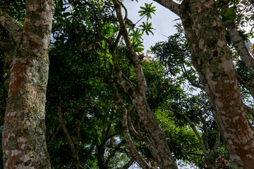 Fototapeta premium Low angle view of tall tree trunks with textured bark and lush green canopy against a bright sky, natural forest environment in a public park.