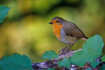 Rotkehlchen (Erithacus rubecula)