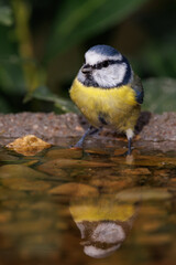 Naklejka premium Blaumeise (Cyanistes caeruleus)