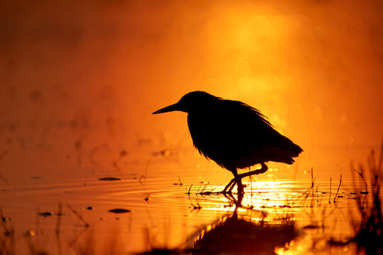 View of a lone bird silhouetted against a fiery orange sunset, standing gracefully in shallow water, creating a mirror image of the warm glow, Sialkot, Punjab, Pakistan.