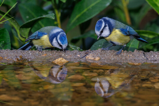 Blaumeisen (Cyanistes caeruleus)