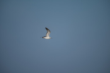 Obraz premium Solitary Juvenile Gull Soaring Through a Clear Winter Sky