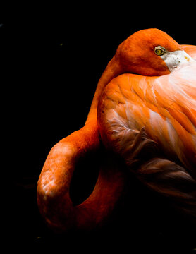 View of a flamingo's vibrant orange plumage contrasting against the stark black backdrop, its head tucked gracefully, Jurong Bird Park, Singapore.