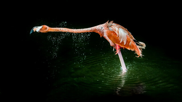 View of a pink flamingo, its feathers ruffled and wet, stands in dark water, creating ripples under a stark light, Jurong Bird Park, Singapore.