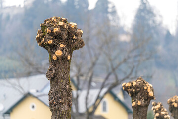 Frisch geschnittene Kopfweiden
