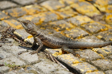 Fototapeta premium Tropidurus torquatus&nbsp;is a species of lizard in the family Tropiduridae, the Neotropical ground lizards. Its common name is Amazon lava lizard. Fortaleza - Ceará, Brazil.