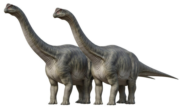 Apatosaurus ajax prehistoric dinosaur illustration couple herd behavior, isolated on transparent background