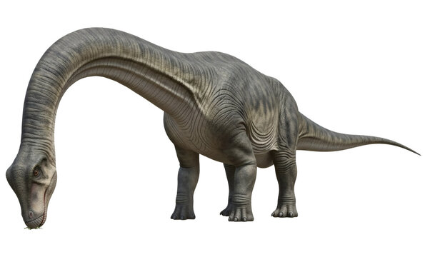 Apatosaurus ajax prehistoric dinosaur illustration feeding behavior, isolated on transparent background