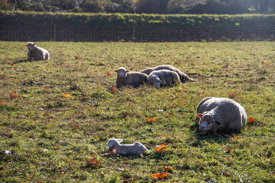 Ovejas descansando en el pasto con sus corderos