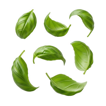 Fresh basil leaves isolated on transparent background