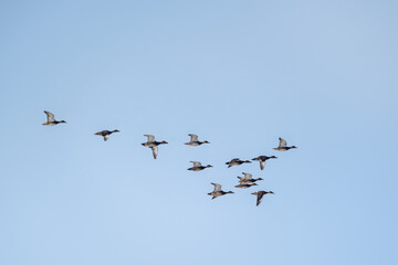 A flock of wild ducks in flight