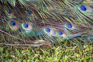 Pfau