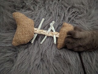 Cat with toy © Olivia