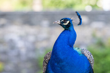 Pfau