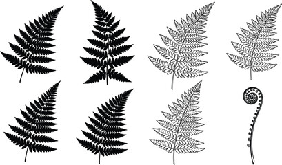 Fern silhouette and line art vector set, botanical leaf shapes including curled fiddlehead and detailed frond structures © MoonMoonAktar