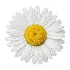 White daisy flower with dew drops isolated on transparent background