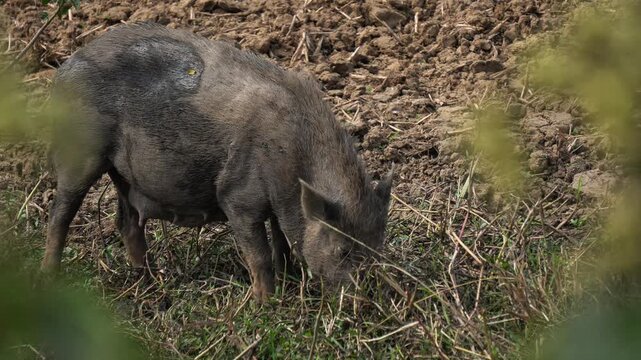 Wild Pig Grazing in Countryside Environment. Wild Boar Foraging in Dry Grassland &ndash; Wildlife Animal in Natural Habitat.