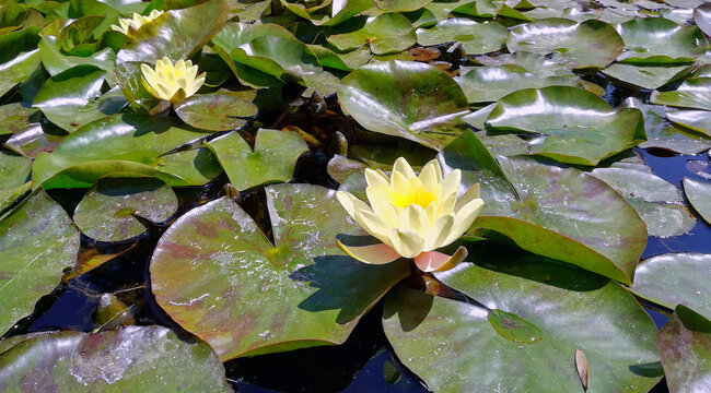 Naples, Italy, April 24, 2017. A few water lilies with light yellow petals emerge from among the large, round leaves that cover the water of a pond in the city's botanical garden. 