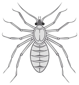 Stylized Illustration of a Solifugae Arachnid with Multiple Legs and Antennae