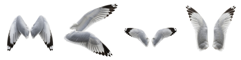 Obraz premium Realistic Herring Gull Wings Set Isolated on White Background for Photo Manipulation, Grey and Black Tip Feathers, Coastal Seabird Flight Elements, Avian Wing Textures