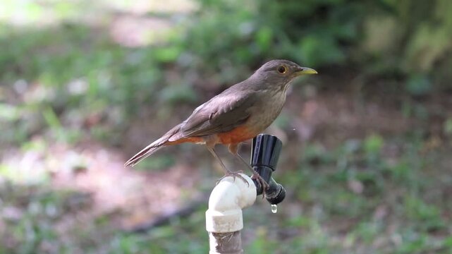 Rufous-bellied thrush in a city park.
