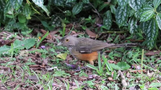 Rufous-bellied Thrush With a Lizard in Its Beak &ndash; Wildlife Behavior	