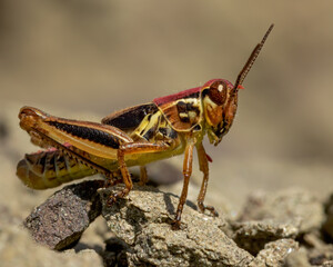 Fototapeta premium Melanoplus femurrubrum, the red-legged grasshopper, is a species of grasshopper belonging to the genus Melanoplus