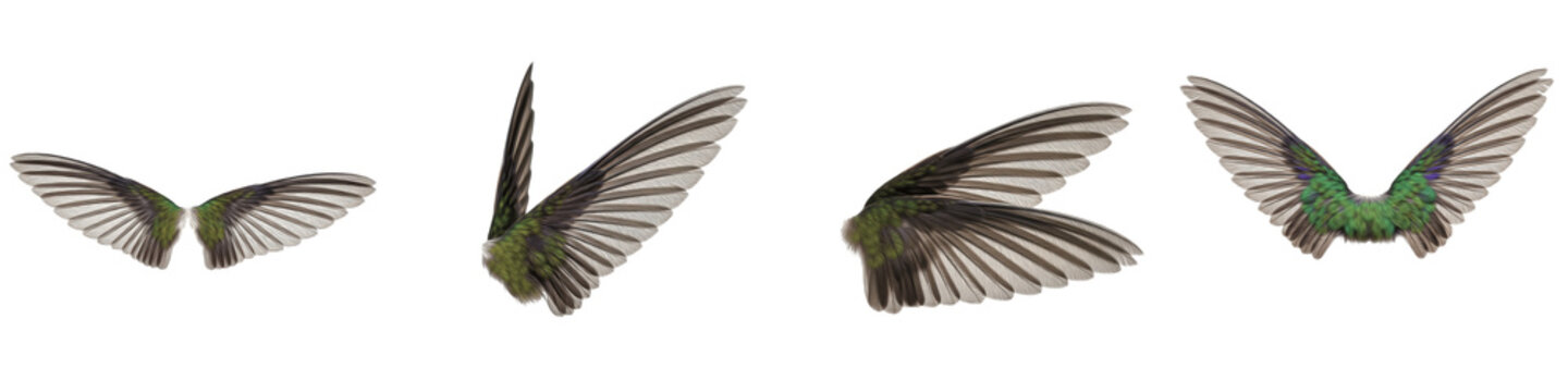 Realistic Emerald Green Hummingbird Wings Set Isolated on White Background for Photo Manipulation, Iridescent Tiny Avian Feathers, Fast Flying Bird Elements, Trochilidae Wing Textures
