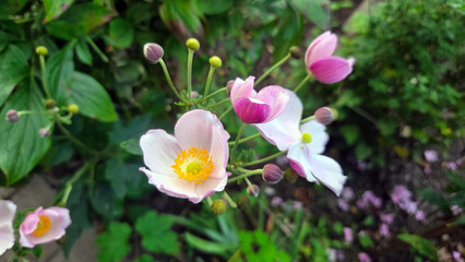 Fototapeta premium Beautiful anemone flowers in bloom in a lush garden setting for botanical design