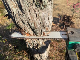 チェーンソで庭木を伐採