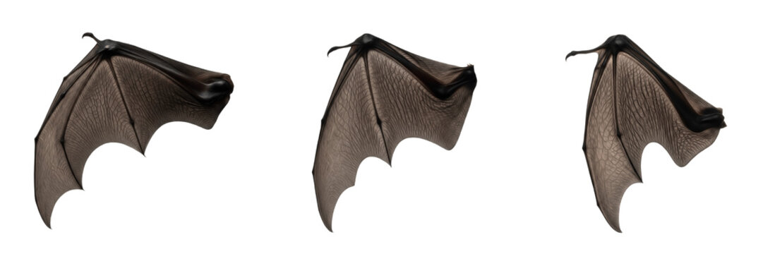 Bat wing folded position isolated on white background, detailed bat wing anatomy showing leathery texture, nocturnal animal wing for wildlife, biology, gothic fantasy and dark nature design concepts
